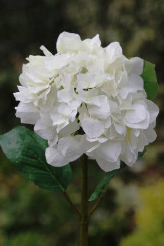 White Large Hydrangea