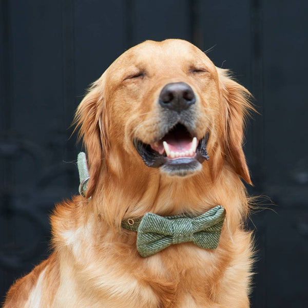 Bow Tie - Green Tweed