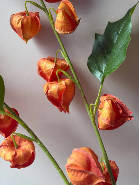 Orange Chinese Lantern Stem