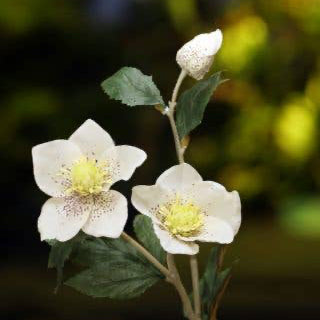 Artificial White Hellebores