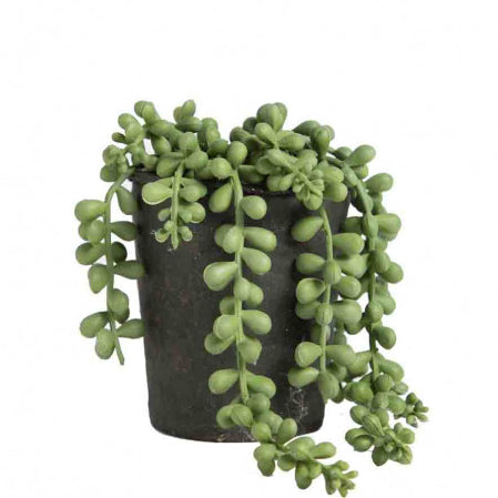 Succulent Falling Plant in Black Pot