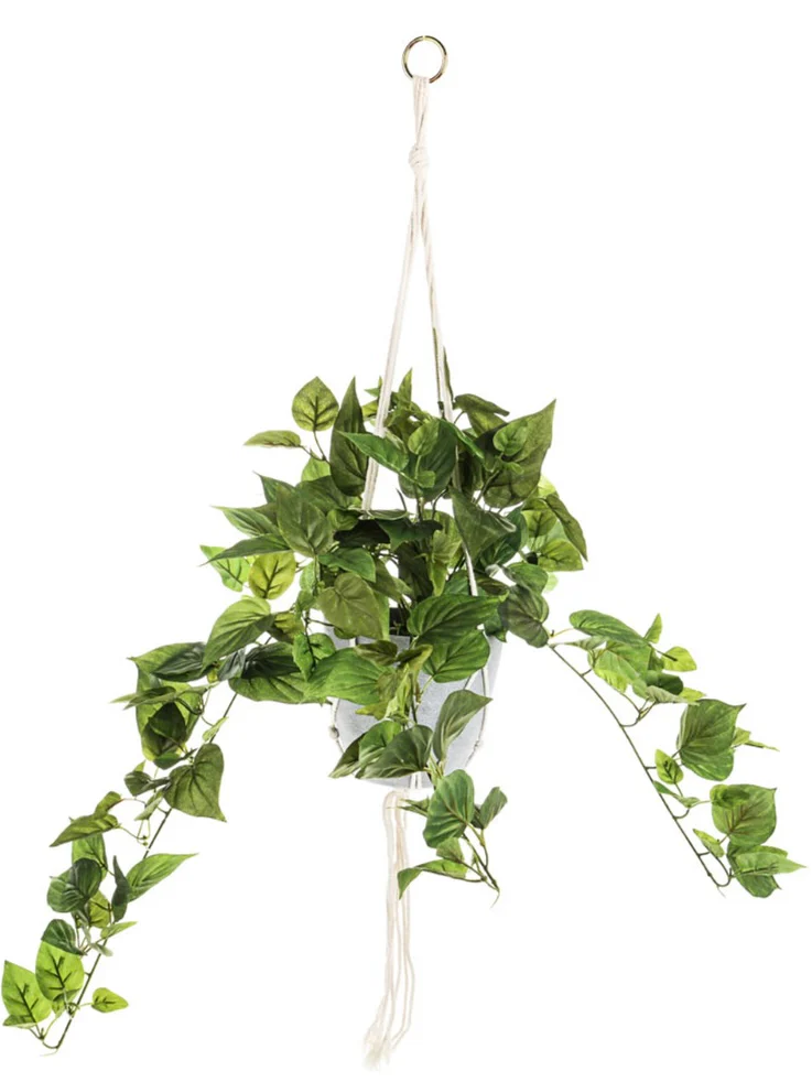 Hanging Philodendron in Grey Pot